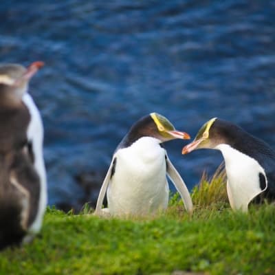 Observation des pingouins sur la péninsule d'Otago