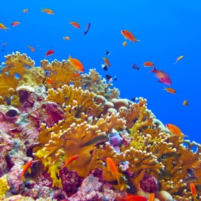 Découverte du Jardin de Corail à la Passe Nord