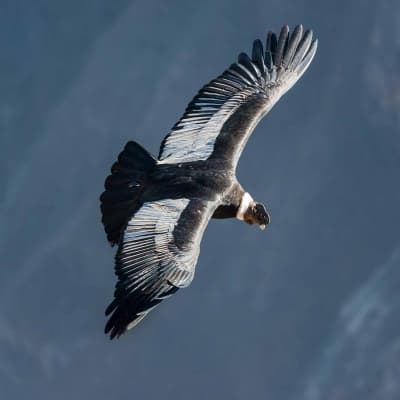 Observation des condors à Croix des Condors