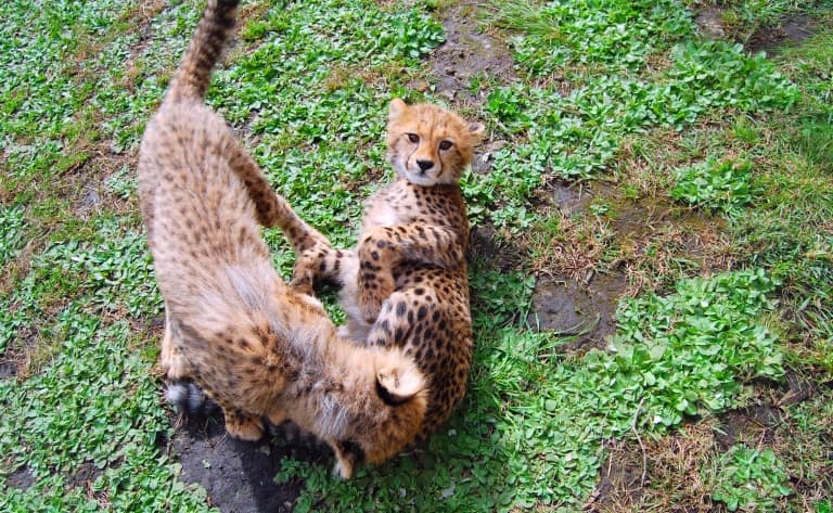Cheetah Conservation Fund