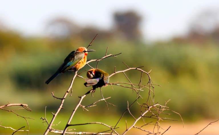 Deux activités par jour proposées par le Lodge (Lower Zambezi Park et Luangwa park)