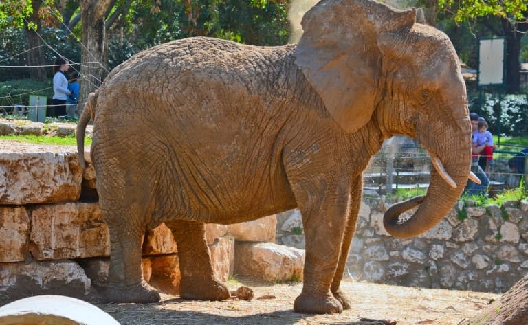 Elephant Sanctuary