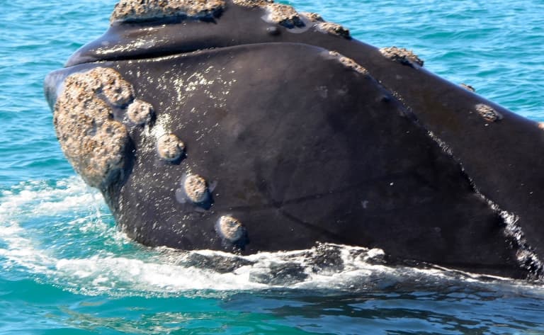 Observation des baleines à Hermanus