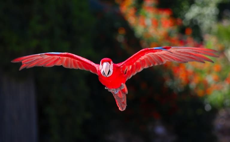 Parc des oiseaux Tropicana