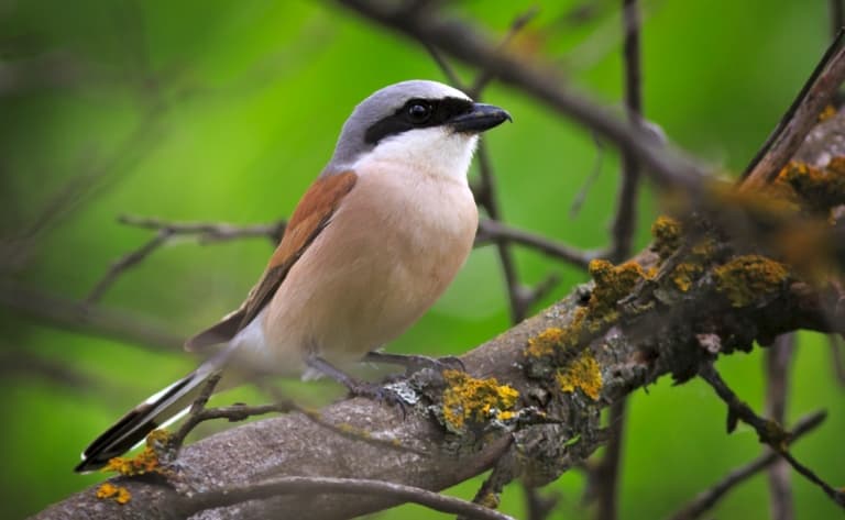 Ornithologie