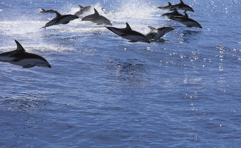 Observation des dauphins et des baleines