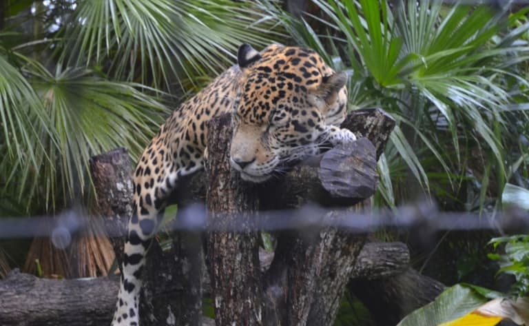 Zoo de Belize