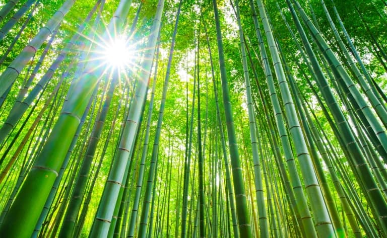 Visite de Sagano et Arashiyama