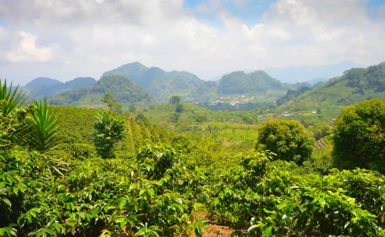 Visite d'une plantation de café