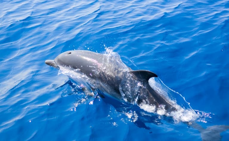 Observation des dauphins