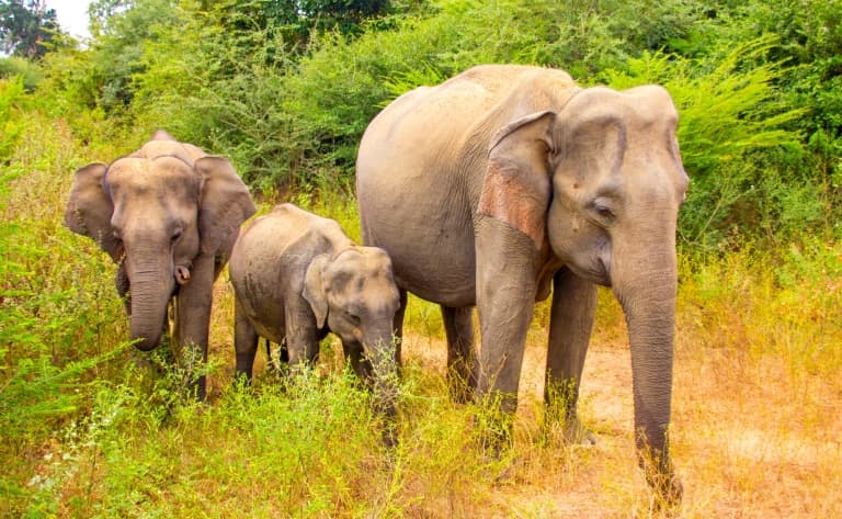 Visite de l’orphelinat des éléphants