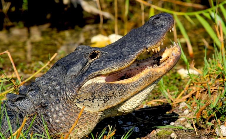 Everglades avec tour en Airboat (réservable par nos soins)