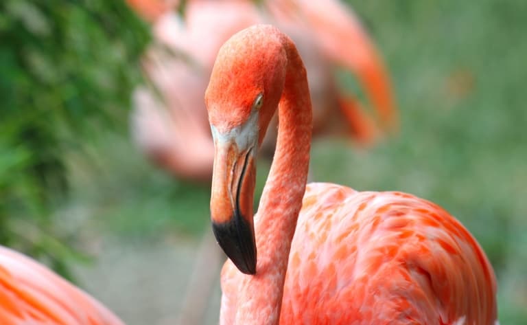 Zoo de San Diego