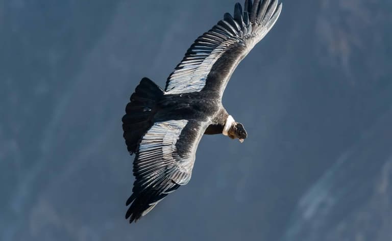 Observation des condors à Croix des Condors